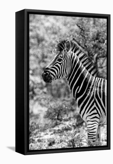 Awesome South Africa Collection B&W - Portrait of Burchell's Zebra II-Philippe Hugonnard-Framed Stretched Canvas