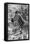 Awesome South Africa Collection B&W - Portrait of Burchell's Zebra II-Philippe Hugonnard-Framed Stretched Canvas