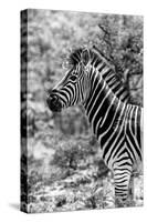 Awesome South Africa Collection B&W - Portrait of Burchell's Zebra II-Philippe Hugonnard-Stretched Canvas