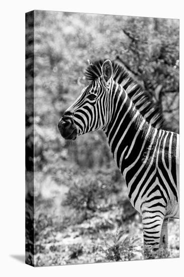 Awesome South Africa Collection B&W - Portrait of Burchell's Zebra II-Philippe Hugonnard-Stretched Canvas