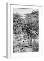 Awesome South Africa Collection B&W - Portrait of Burchell's Zebra-Philippe Hugonnard-Framed Photographic Print