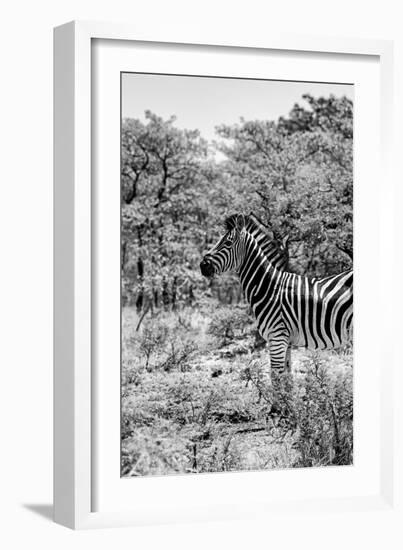 Awesome South Africa Collection B&W - Portrait of Burchell's Zebra-Philippe Hugonnard-Framed Photographic Print