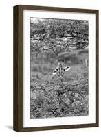 Awesome South Africa Collection B&W - Portrait of Giraffe Peering through Tree II-Philippe Hugonnard-Framed Photographic Print