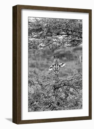 Awesome South Africa Collection B&W - Portrait of Giraffe Peering through Tree II-Philippe Hugonnard-Framed Photographic Print