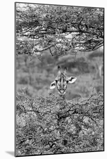 Awesome South Africa Collection B&W - Portrait of Giraffe Peering through Tree II-Philippe Hugonnard-Mounted Photographic Print