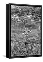 Awesome South Africa Collection B&W - Portrait of Giraffe Peering through Tree II-Philippe Hugonnard-Framed Stretched Canvas