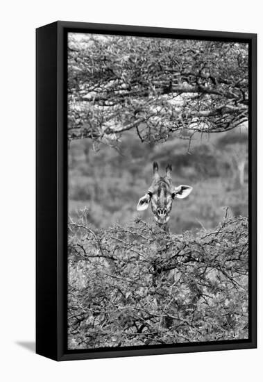 Awesome South Africa Collection B&W - Portrait of Giraffe Peering through Tree II-Philippe Hugonnard-Framed Stretched Canvas