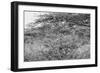 Awesome South Africa Collection B&W - Portrait of Giraffe Peering through Tree-Philippe Hugonnard-Framed Photographic Print