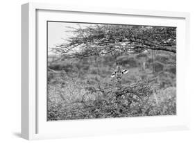 Awesome South Africa Collection B&W - Portrait of Giraffe Peering through Tree-Philippe Hugonnard-Framed Photographic Print