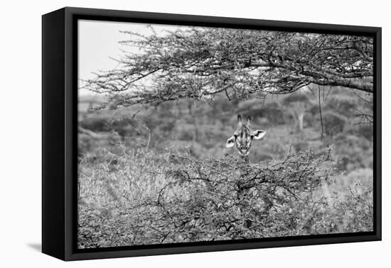 Awesome South Africa Collection B&W - Portrait of Giraffe Peering through Tree-Philippe Hugonnard-Framed Stretched Canvas