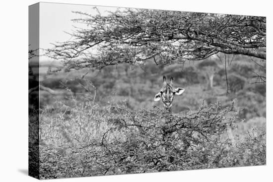 Awesome South Africa Collection B&W - Portrait of Giraffe Peering through Tree-Philippe Hugonnard-Stretched Canvas