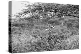 Awesome South Africa Collection B&W - Portrait of Giraffe Peering through Tree-Philippe Hugonnard-Stretched Canvas