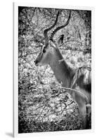 Awesome South Africa Collection B&W - Portrait of Impala-Philippe Hugonnard-Framed Photographic Print