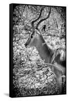 Awesome South Africa Collection B&W - Portrait of Impala-Philippe Hugonnard-Framed Stretched Canvas