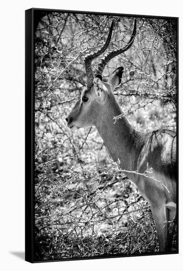 Awesome South Africa Collection B&W - Portrait of Impala-Philippe Hugonnard-Framed Stretched Canvas