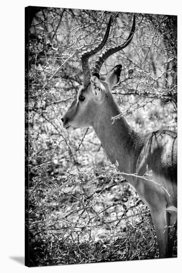Awesome South Africa Collection B&W - Portrait of Impala-Philippe Hugonnard-Stretched Canvas