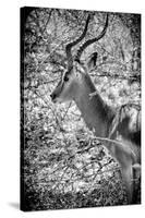 Awesome South Africa Collection B&W - Portrait of Impala-Philippe Hugonnard-Stretched Canvas