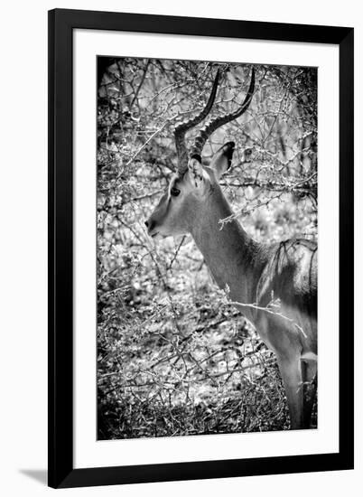 Awesome South Africa Collection B&W - Portrait of Impala-Philippe Hugonnard-Framed Premium Photographic Print