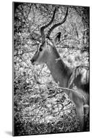 Awesome South Africa Collection B&W - Portrait of Impala-Philippe Hugonnard-Mounted Photographic Print