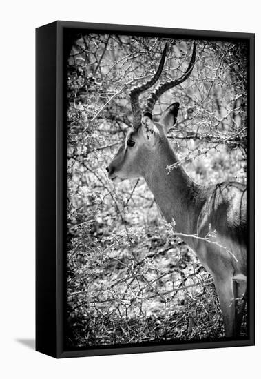 Awesome South Africa Collection B&W - Portrait of Impala-Philippe Hugonnard-Framed Stretched Canvas