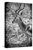 Awesome South Africa Collection B&W - Portrait of Impala-Philippe Hugonnard-Stretched Canvas
