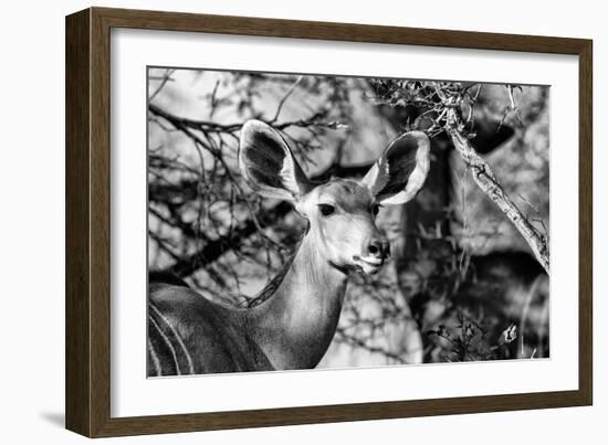 Awesome South Africa Collection B&W - Portrait of Nyala Antelope II-Philippe Hugonnard-Framed Photographic Print