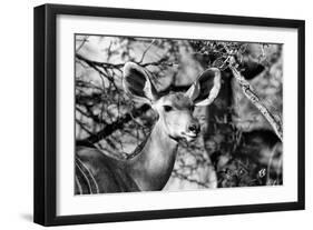 Awesome South Africa Collection B&W - Portrait of Nyala Antelope II-Philippe Hugonnard-Framed Photographic Print