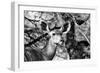 Awesome South Africa Collection B&W - Portrait of Nyala Antelope II-Philippe Hugonnard-Framed Photographic Print
