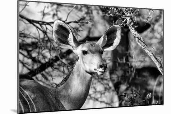 Awesome South Africa Collection B&W - Portrait of Nyala Antelope II-Philippe Hugonnard-Mounted Photographic Print