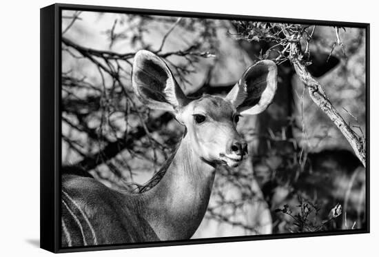 Awesome South Africa Collection B&W - Portrait of Nyala Antelope II-Philippe Hugonnard-Framed Stretched Canvas