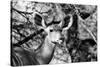 Awesome South Africa Collection B&W - Portrait of Nyala Antelope II-Philippe Hugonnard-Stretched Canvas