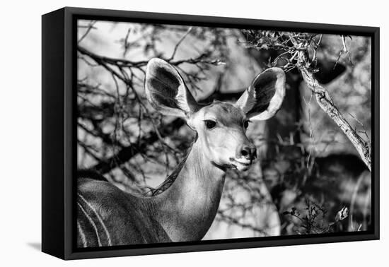 Awesome South Africa Collection B&W - Portrait of Nyala Antelope II-Philippe Hugonnard-Framed Stretched Canvas