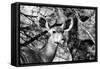 Awesome South Africa Collection B&W - Portrait of Nyala Antelope II-Philippe Hugonnard-Framed Stretched Canvas
