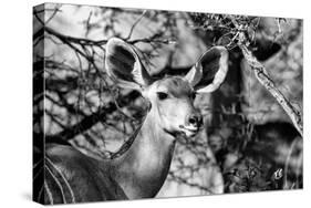 Awesome South Africa Collection B&W - Portrait of Nyala Antelope II-Philippe Hugonnard-Stretched Canvas