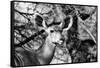 Awesome South Africa Collection B&W - Portrait of Nyala Antelope II-Philippe Hugonnard-Framed Stretched Canvas