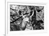 Awesome South Africa Collection B&W - Portrait of Nyala Antelope II-Philippe Hugonnard-Framed Photographic Print