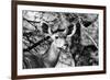 Awesome South Africa Collection B&W - Portrait of Nyala Antelope II-Philippe Hugonnard-Framed Photographic Print
