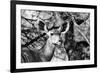 Awesome South Africa Collection B&W - Portrait of Nyala Antelope II-Philippe Hugonnard-Framed Photographic Print