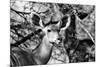 Awesome South Africa Collection B&W - Portrait of Nyala Antelope II-Philippe Hugonnard-Mounted Photographic Print