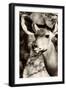 Awesome South Africa Collection B&W - Portrait of Nyala Antelope III-Philippe Hugonnard-Framed Photographic Print