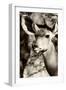 Awesome South Africa Collection B&W - Portrait of Nyala Antelope III-Philippe Hugonnard-Framed Photographic Print