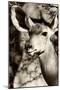 Awesome South Africa Collection B&W - Portrait of Nyala Antelope III-Philippe Hugonnard-Mounted Photographic Print