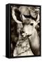 Awesome South Africa Collection B&W - Portrait of Nyala Antelope III-Philippe Hugonnard-Framed Stretched Canvas