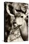 Awesome South Africa Collection B&W - Portrait of Nyala Antelope III-Philippe Hugonnard-Stretched Canvas