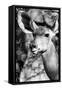 Awesome South Africa Collection B&W - Portrait of Nyala Antelope IV-Philippe Hugonnard-Framed Stretched Canvas