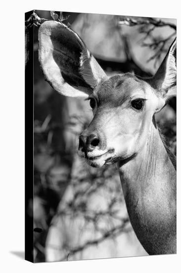 Awesome South Africa Collection B&W - Portrait of Nyala Antelope IV-Philippe Hugonnard-Stretched Canvas