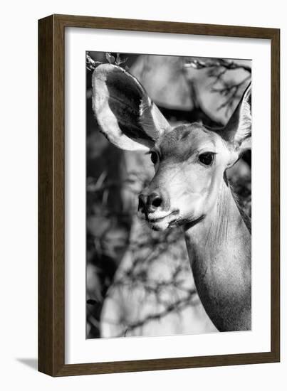 Awesome South Africa Collection B&W - Portrait of Nyala Antelope IV-Philippe Hugonnard-Framed Photographic Print