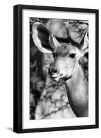 Awesome South Africa Collection B&W - Portrait of Nyala Antelope IV-Philippe Hugonnard-Framed Photographic Print