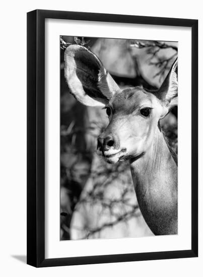 Awesome South Africa Collection B&W - Portrait of Nyala Antelope IV-Philippe Hugonnard-Framed Photographic Print
