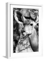 Awesome South Africa Collection B&W - Portrait of Nyala Antelope IV-Philippe Hugonnard-Framed Photographic Print
